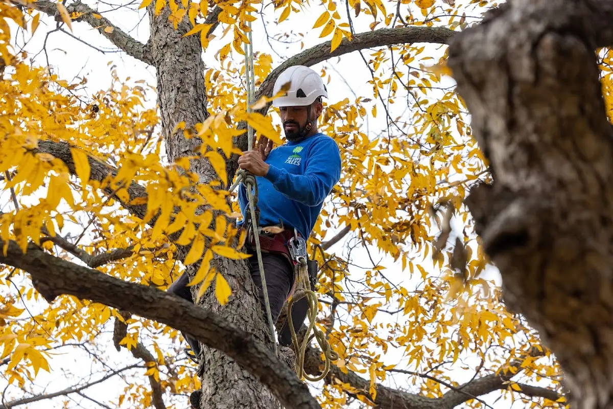 Skilled Tree Trimming crew working in Chatsworth